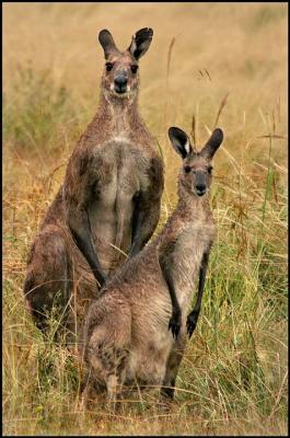 Kangaroos.jpg