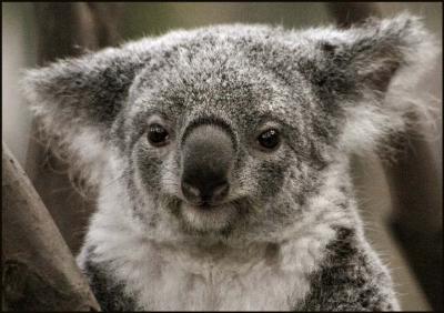 Koala 2.jpg