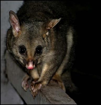 Possum.jpg