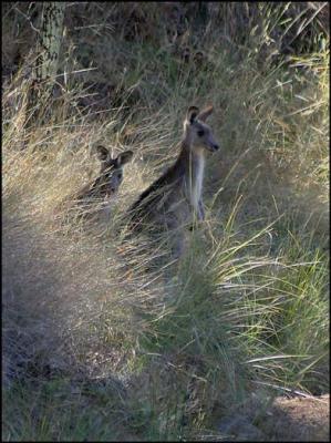 Grey Kangaroos.jpg