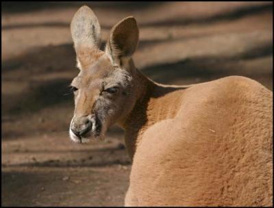 v3/51/609051/3/51742169.RedKangaroo2.jpg