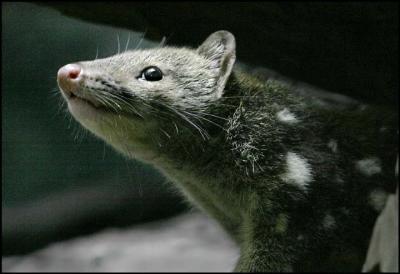 Spotted Quoll 2.jpg