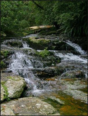 Rainforest Stream.jpg