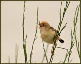 Cisticola 4.jpg