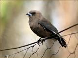 Dusky Woodswallow.jpg