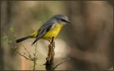 Eastern Yellow Robin 2.jpg