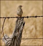 Rufous Song Lark.jpg