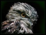 Tawny Frogmouth.jpg