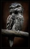 Tawny Frogmouth 2.jpg