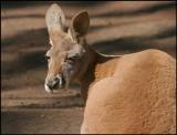 Red Kangaroo 2.jpg