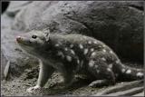 Spotted Quoll.jpg
