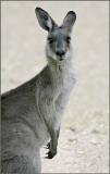 Grey Kangaroo.jpg