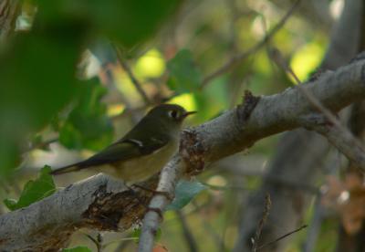 v3/51/9251/3/51114912.duskyflycatcher.jpg
