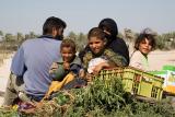 Palestinian Family on a Wagon with Crops