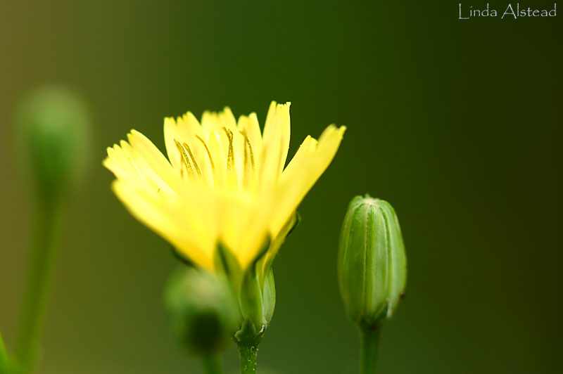 flowering weed