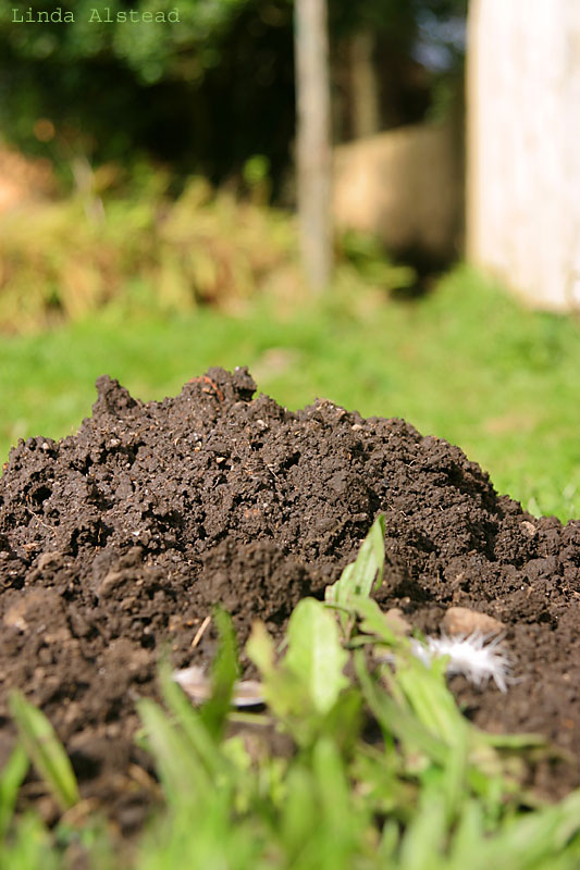 17th October 2005 - I am a mole...