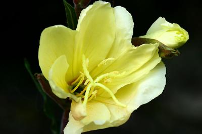 31st May 2005 - Evening Primrose