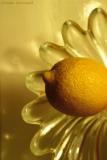 14th October 2005 - oranges are not the only fruit