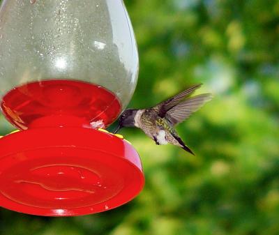 Hummingbird V