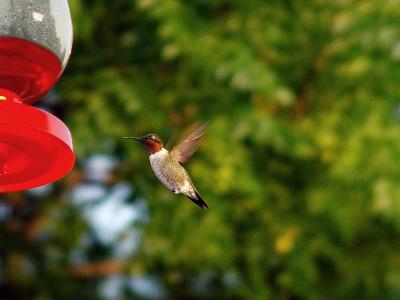 Hummingbird VIII