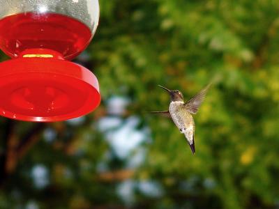 Hummingbird IX