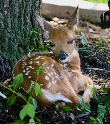 fawn invines 4email.jpg