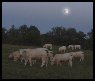 cows in moonlight.jpg