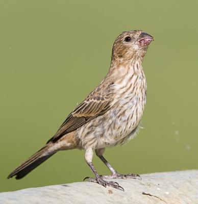 bird on ft.jpg