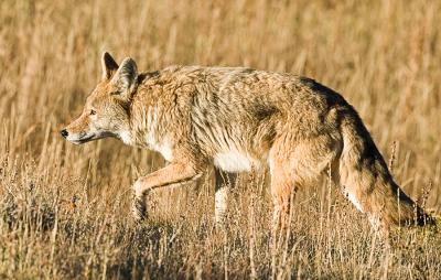 coyote4dpr.jpg