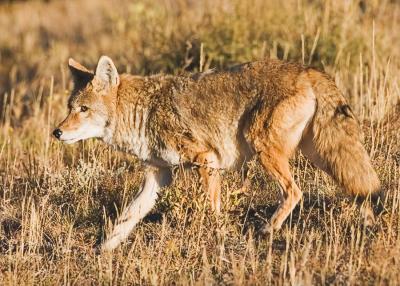 coyote24pbase.jpg