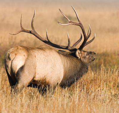 bugling elk2 copy.jpg