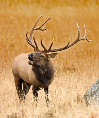 bugling elk3.jpg