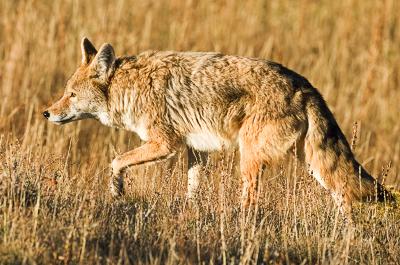 coyotenocs.jpg