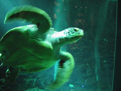 Vienna - Green sea turtle - Haus des Meeres