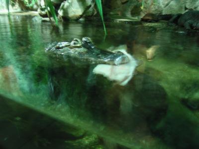 Vienna - Caiman - Haus des Meeres