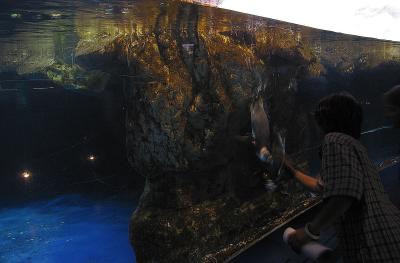 Penguins at L'Aquarium De Barcelona