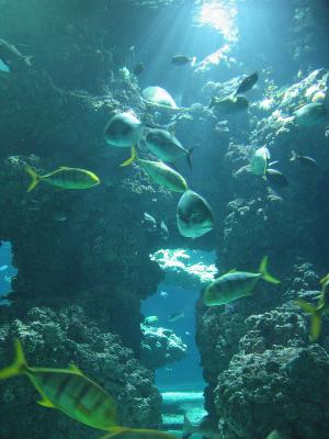 Monaco - Muse Ocanographique aquarium