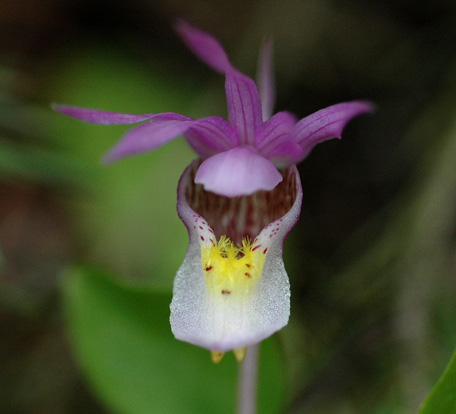 Orchid, Calypso (Fairy Slipper)