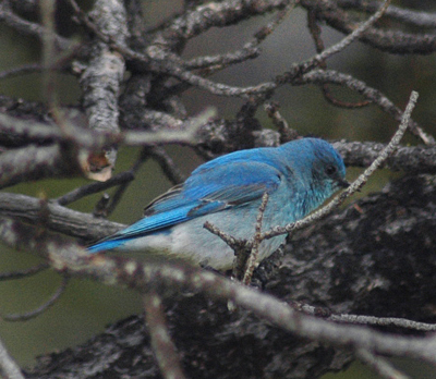 Mountain Bluebird