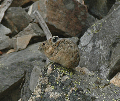 American Pika