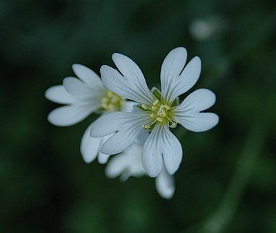 Field Mouse-ear