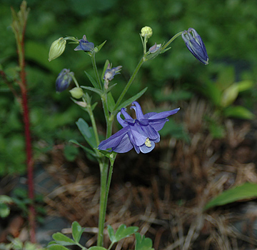 Blue Columbine