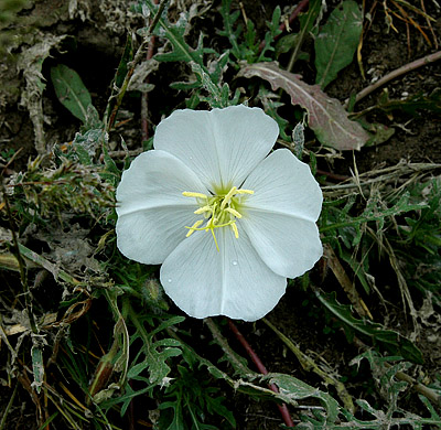 Evening Primrose