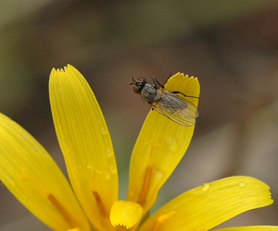 Black Fly on Hawksbeard