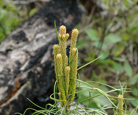 New Pine Growth Emerging after Forest Fires