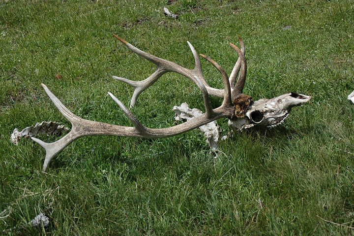 Elk Skull (Buck), Yellowstone