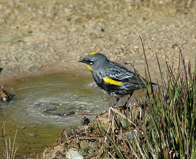 v3/52/363052/1/45184079.YellowrumpedWarblerAudubonsraceDendroicacoronataOutstanding.jpg