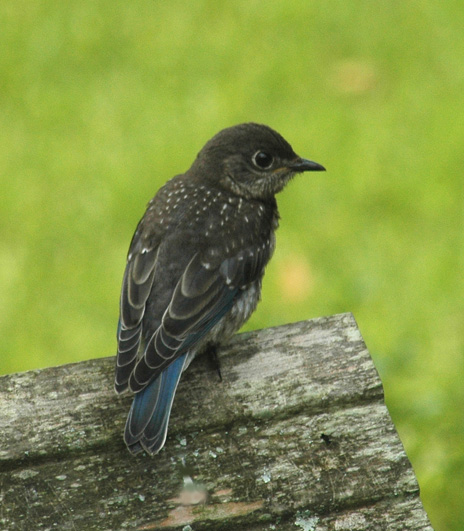 Fledgling