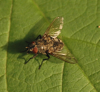Unidentified Fly