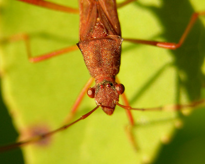 Lupine Bug